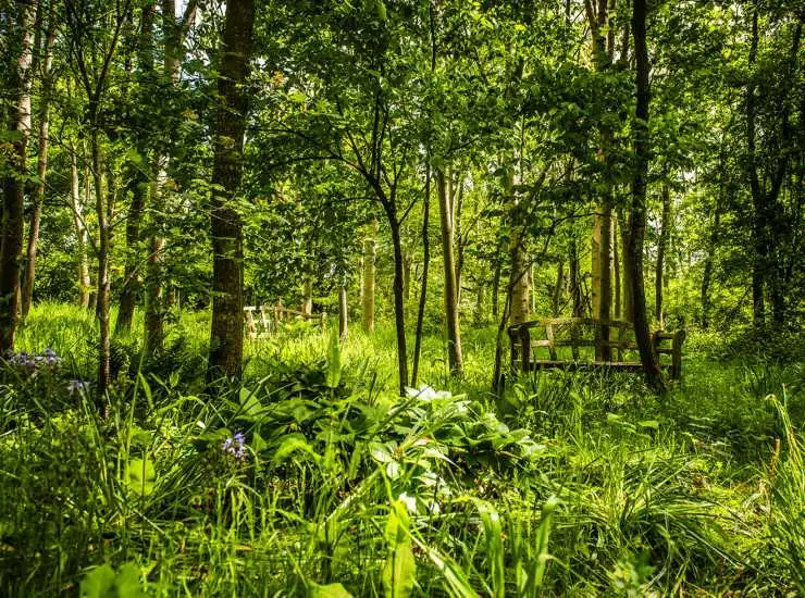 woods