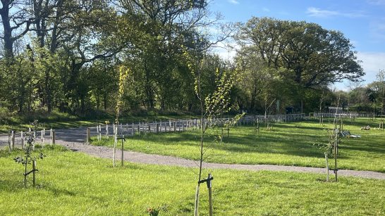 The Earthcott Ashes interment area. Shows a path through sapling trees, with mature trees in the background.